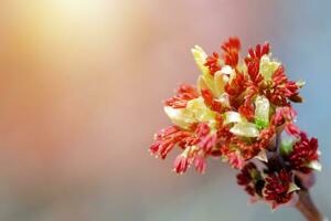 acer negundo, scatola Sambuco, pugile, foglie di cenere e acero cenere, manitoba, elfo, foglia di frassino acero maschio infiorescenze e fiori su ramo foto