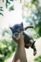 piccolo grigio impaurito gattino nel il mani di un' piccolo bambino su il sfondo di albero le foglie foto