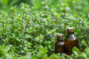 Due farmaceutico medicina bottiglie a partire dal glecoma ederacea, nepeta ederacea, edera terrestre, piede di gatto, campo balsamo, e pettirosso in fuga, strisciante jenny Il prossimo per un' mazzo su verde sfondo. preparazione di medicinale impianti. pronto pozione di erba. foto