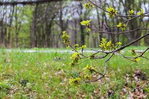 primavera fioritura albero quercia. orecchini con polline e giovane verde foto