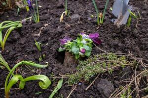 viole del pensiero durante trapianto per un' fiore letto foto