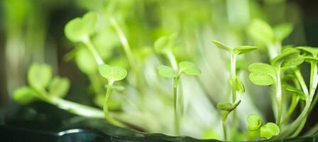 microgreen rucola germogli in piantina pentole. crudo germogli, microverdi, salutare mangiare concetto. superfood cresciuto a casa foto