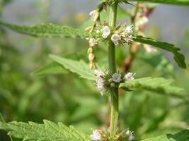 licopo europeo, zingara, zingara, bugleweed, europeo bugleweed e acqua marrubio siamo verde, piace cosparso impianti in crescita vicino laghi. miele e medicinale impianti nel Europa. droga impianti foto