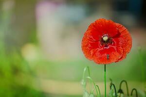 papaver rea, Comune, Mais, Fiandre, rosso papavero, Mais rosa, campo è fioritura pianta papavero famiglia papaveracee. api raccogliere polline a partire dal papaver rhoeas. miele impianti Ucraina. foto