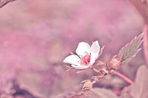 bellissimo bianca fragola fiore nel il giardino. il primo Ritaglia di fragole nel il presto estate. naturale sfondo nel rosa. foto