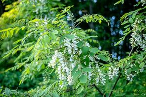 bianca fiori albero acacia. fioritura cluster di acacia. miele primavera pianta. rami di nero locusta, robinia pseudoacacia, falso acacia. avvicinamento, macro. morbido messa a fuoco foto