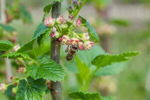 uva spina, ribes uva-crispa fioritura nel primavera. fiore ribes grossularia avvicinamento contro sfondo di le foglie. rami e giovane spara di frutta arbusto. foto