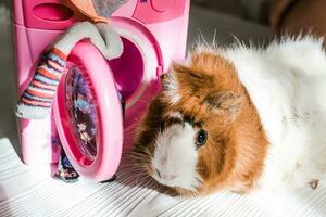 carino Guinea maiale vicino il lavaggio macchina. animali domestici fare lavori di casa foto