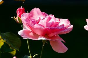 fiore rosa rosa in giardino con sfondo verde. pianta, erba e verdura. fotografia naturalistica. foto