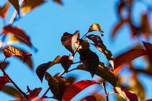 vivace autunno le foglie nel vario occhiali da sole di arancia, rosso, e giallo, la creazione di un' sbalorditivo tappeto di autunno fogliame. foto