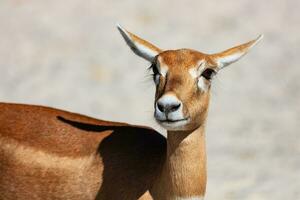 blackbuck e antilope indiana. mammifero e mammiferi. mondo terrestre e fauna. fauna selvatica e zoologia. foto