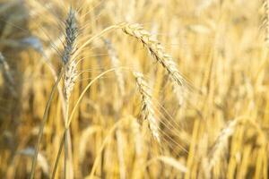 orecchie di Grano in crescita nel il campo. il concetto di raccolta. foto