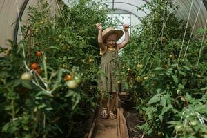 un' poco ragazza nel un' cannuccia cappello è raccolta pomodori nel un' serra. raccogliere concetto. foto