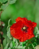 papaver rea, Comune, Mais, Fiandre, rosso papavero, Mais rosa, campo è fioritura pianta papavero famiglia papaveracee. api raccogliere polline a partire dal papaver rhoeas. miele impianti Ucraina. foto