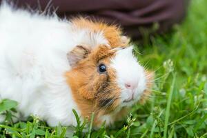 un' piccolo Guinea maiale passeggiate su il erba nel il estate. naturale animale alimentazione. il Pericolo di zecca infezione foto