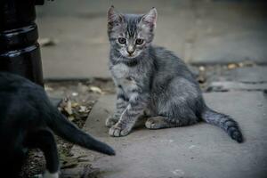 Due poco gattini giocando nel il cortile di un' agriturismo foto