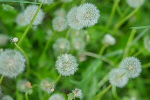 sfondo di soffice bianca denti di leone tra verde le foglie. foto