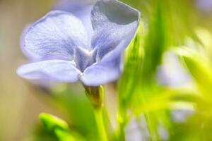 macro tiro di un' piccolo pervinca fiore, cattura suo intricato petali e luminosa viola tonalità. foto