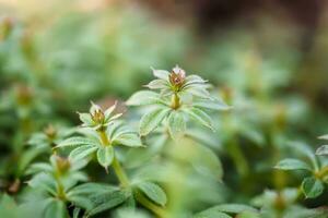 gallio aparine mannaie, catchweed, erba appiccicosa, Robin-corri-dalla-siepe, appiccicoso Willy, appiccicoso salice, stickeljack, e presa erba uso nel tradizionale medicina per trattamento. morbido messa a fuoco. film grano. foto