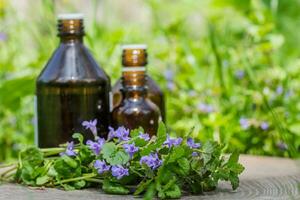 tre farmaceutico bottiglia di medicina a partire dal glecoma ederacea, nepeta ederacea, edera terrestre, piede di gatto, campo balsamo, e pettirosso in fuga, strisciante jenny Il prossimo per un' mazzo su verde sfondo. preparazione di medicinale impianti. pronto pozione di erba. etnoscienza foto