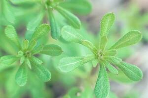 gallio aparine mannaie, catchweed, erba appiccicosa, Robin-corri-dalla-siepe, appiccicoso Willy, appiccicoso salice, stickyjack, stickeljack, e presa erba uso nel tradizionale medicina per trattamento di disturbi di linfa sistemi avvicinamento nel primavera foto