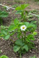 bellissimo bianca fragola fiore nel il giardino. il primo Ritaglia di fragole nel il presto estate. naturale sfondo. foto