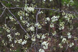 malato ciliegia albero fiori nel primavera. ciliegia rami con fiori foto