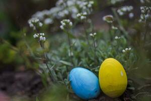 giallo e blu Pasqua uova siamo nascosto su un' tumulo sotto bianca fiori. celebrazione di Pasqua nel Ucraina. foto