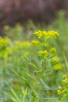 euforbia virgata, frondoso euforbia lattuga piccolo fiori si riunirono nel infiorescenze. pianta con latte dentro. miele impianti di Europa. foto