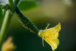 uno verde maturo cetriolo su un' cespuglio tra il le foglie. cetriolo su il sfondo di il giardino. foto