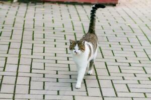 gatto va su il strada pavimentata con piastrelle foto