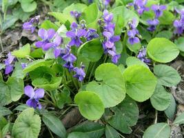 giovane foglia orecchini agrifoglio salici nel presto primavera. miele pianta foto