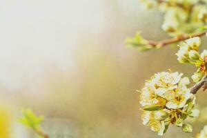 fiori di ciliegia prugna o mirabolano prunus cerasifera fioritura nel primavera su il rami. foto