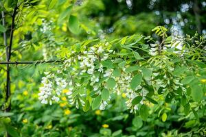 bianca fiori albero acacia. fioritura cluster di acacia. miele primavera pianta. rami di nero locusta, robinia pseudoacacia, falso acacia. avvicinamento, macro. morbido messa a fuoco foto