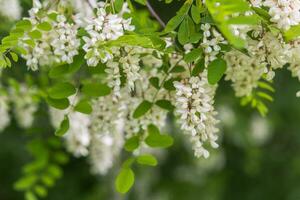 miele ape raccoglie nettare a partire dal bianca fiori albero acacia, robinia pseudoacacia, nero locusta, falso acacia. fioritura cluster di acacia. miele primavera pianta. raccogliere nettare. pianta con salutare e delizioso Miele. foto