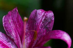 far cadere di pioggia su petalo di viola lilio, vero gigli. foto