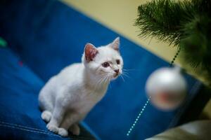 il piccolo bianca gattino sembra su il Natale albero foto