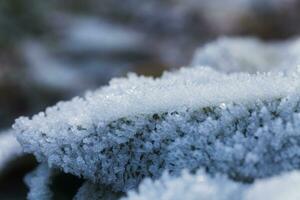 le foglie di impianti coperto con ghiaccio cristalli. brina su terra. primo gelate. freddo stagione. autunno freddo. foto