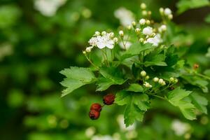 crataegus sanguigno redhaw biancospino bianca fiori e rosso frutti di bosco su rami. fioritura siberiano biancospino Usato nel popolare medicina per trattare cuore malattia e ridurre colesterolo nel sangue foto