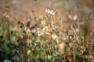 grano saraceno dopo brina. congelato le foglie e fiori di grano saraceno. impianti dopo acuto freddo affrettato. morto parti di impianti dopo brina. distrutto raccolti, crollo di attività commerciale. i problemi di agronomia foto