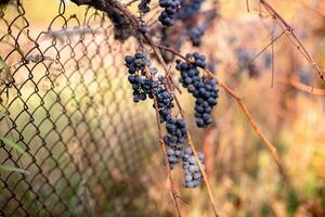 ghiaccio vino. vino ghiacciato, Eiswein, ghiacciato vino, dolcissimo vino è a partire dal uva triturati vite dopo primo brina. secco giallo le foglie di uva nel autunno dopo il primo freddo tempo atmosferico. raccolto concetto foto