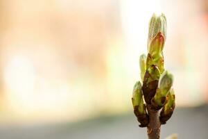 impianti nel il città. greening cantieri. foto