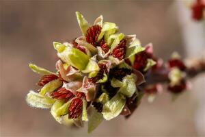 cornus officinalis Visualizza foto