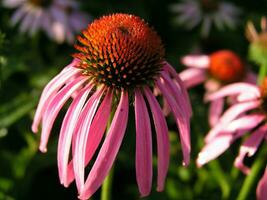 gocce di pioggia su il suggerimenti di il petali echinacea. echinacea fiore avvicinamento su un' sfondo di selvaggio fiori e il cielo. grande giardino margherita nel il centro per il sfondo su il Telefono schermo o tenere sotto controllo foto