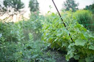 ucumber su un' cespuglio tra il le foglie. cetriolo su il sfondo di il giardino. foto