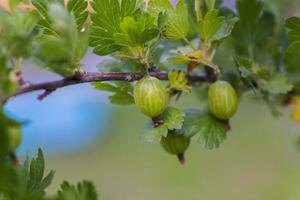 uva spina, ribes uva-crispa, ribes grossularia verde acerbo frutti di bosco su un' ramo. foto