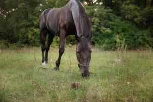 cavallo marrone pascola su un verde prato estivo foto