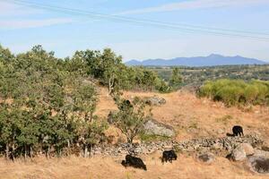 mucche pascolo su il erba nel il campagna foto