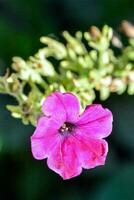 un' singolo rosa fiore è fioritura nel il mezzo di un' verde pianta foto