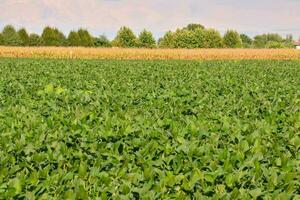 un' campo di verde semi di soia con un' azienda agricola nel il sfondo foto